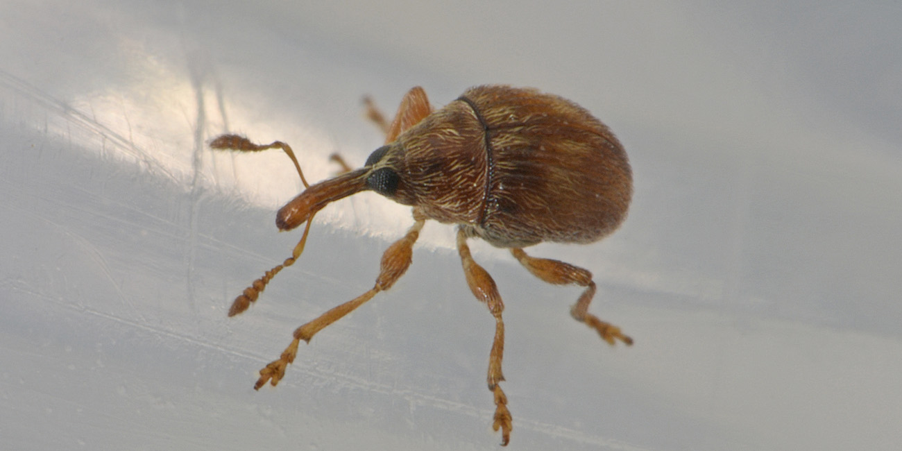 Nanophyes brevis (Nanophyidae) e Acalles parvulus temperei (Curculionidae)